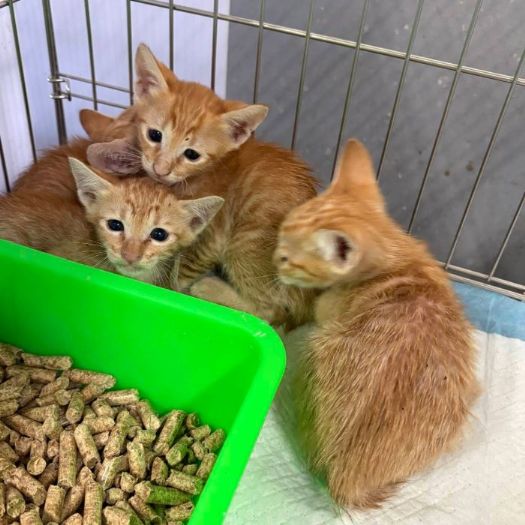 新北動保溫馨提醒：發現奶貓別急著帶走！攜手社區推動TNVR，打造人貓共好的友善環境